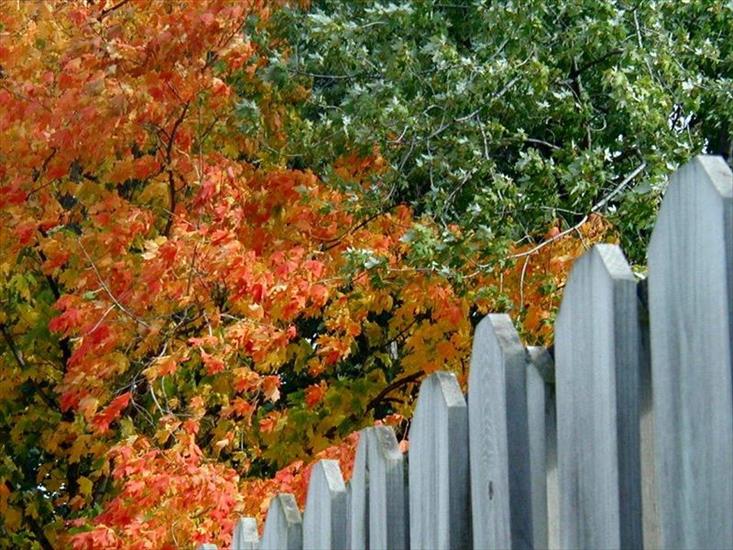 tapety_landscapes - fence-in-fall1024.jpg