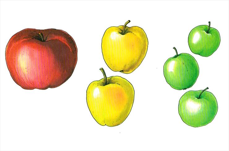 Owoce1 - Owoce i warzywa 07.jpg