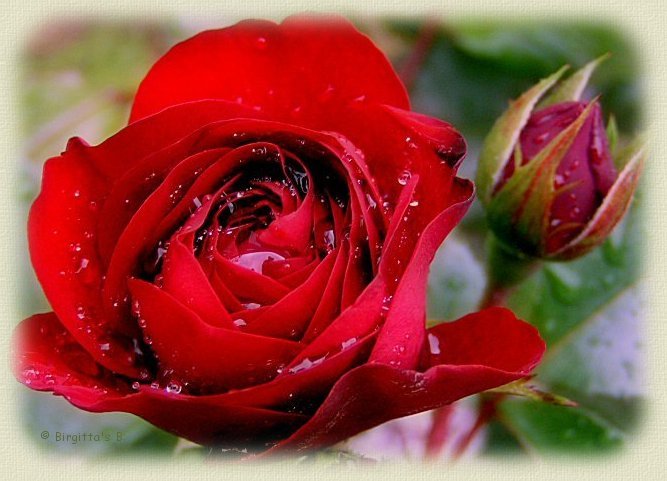 róże - Róża 2.jpg
