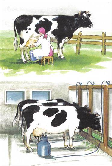 zwierzęta wiejskie do segregacji - dojenie krow.JPG