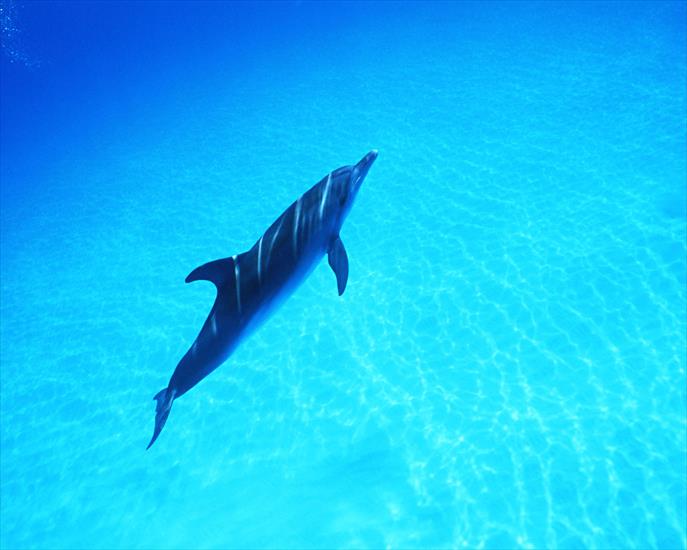 Delfiny - Dolphin 38.jpg