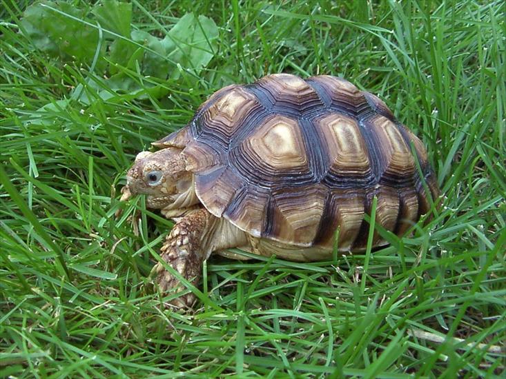 Żółwie - żółw 10.jpg