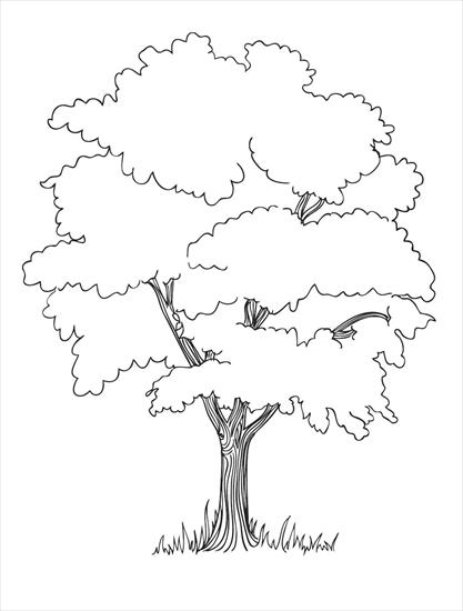 drzewa - drzewo11.JPG