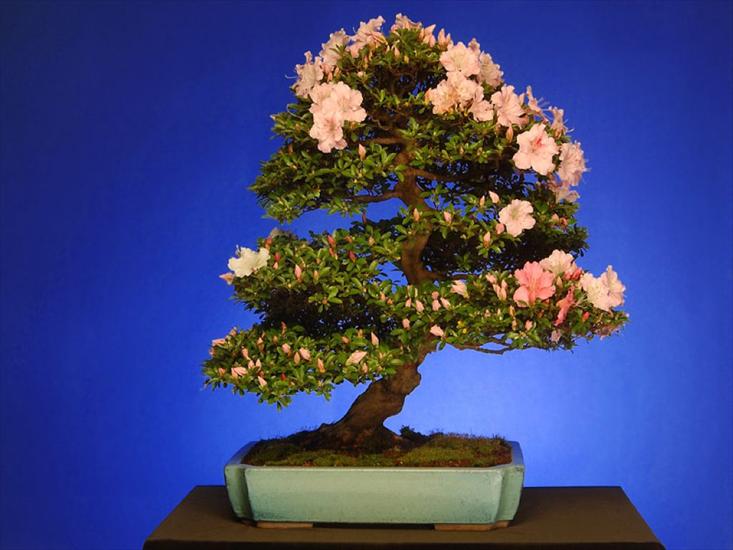 Przepiękne bonsai - tapety-4.jpg