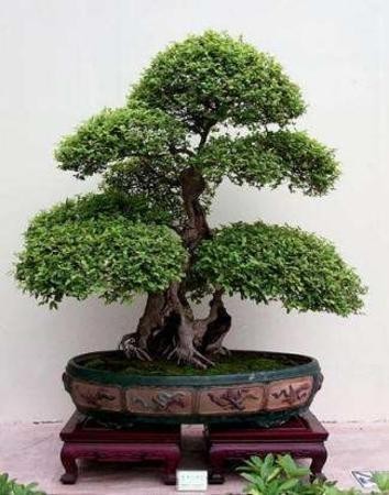 bonsaii drzewka - 29.jpg