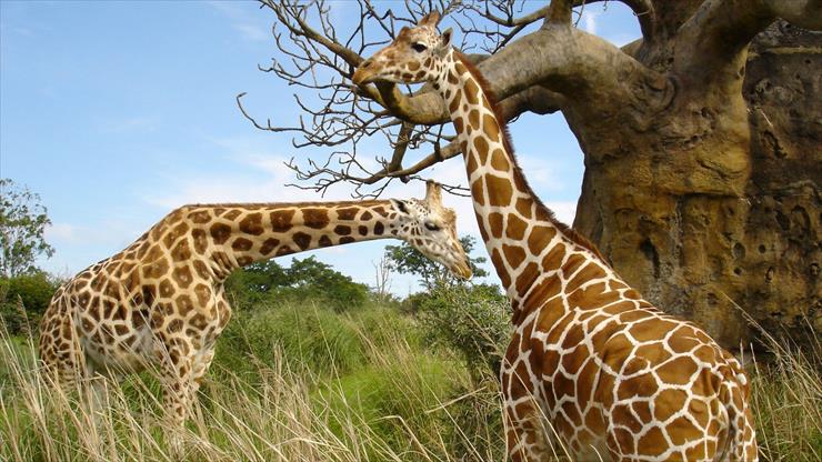 tapeta - two_giraffes_serengeti-1920x1080.jpg