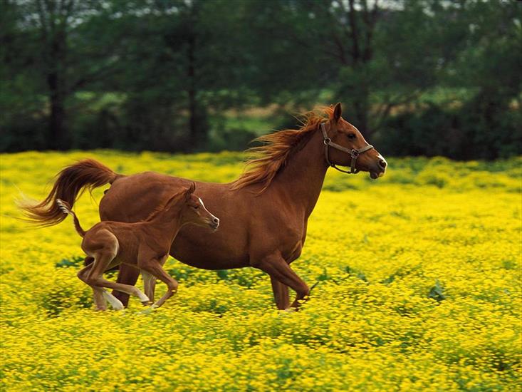 Piękne Konie - arabian_mare_and_foal.jpg