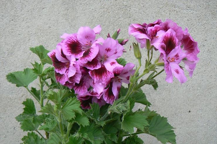 pelargonie - pelargonia angielska.jpg