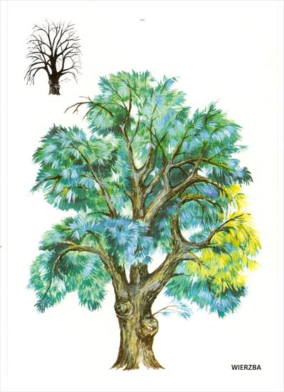 Drzewa liściaste - skanuj0019.jpg