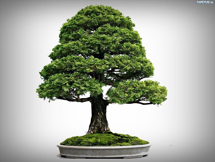 Drzewka Bonsai - 243523_drzewko-bonsai.jpg