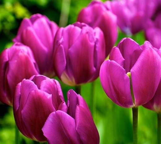 Jpg-Tulipany - 20100519193944_rhs wisley - tulips-crop.jpg