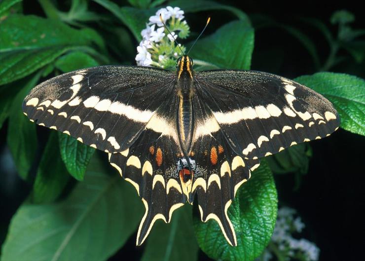 MOTYLE - Schaus Swallowtail.jpg