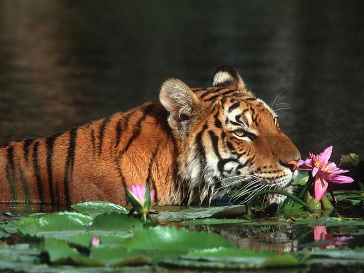 Tygryski - Royal_Bengal_Tiger2C_Bangladesh1.jpg